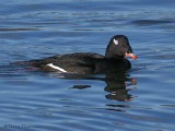 White-winged Scoter 16b.jpg