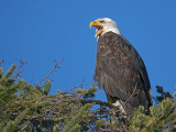 Bald Eagle 29b.jpg