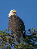 Bald Eagle 32b.jpg