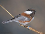 Chestnut-backed Chickadee 8b.jpg