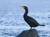 Double-crested Cormorant 9b.jpg