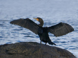 Double-crested Cormorant wing drying 3b.jpg