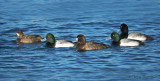 Greater Scaups 5b.jpg