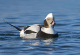 Long-tailed Duck 11b.jpg