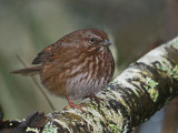 Song Sparrow 18b.jpg
