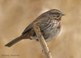 Song Sparrow 21b.jpg