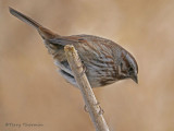 Song Sparrow 23b.jpg