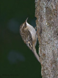 Brown Creeper 5b.jpg