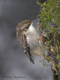 Brown Creeper 8b.jpg