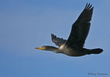 Double-creasted Cormorant in flight 4b.jpg