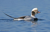 Long-tailed Duck 15b.jpg