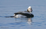 Long-tailed Duck 27b.jpg