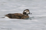 Long-tailed Duck female winter 1b.jpg