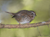 Song Sparrow 17b.jpg
