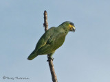 Orange-winged Parrot 1a.JPG