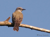 Tropical Kingbird 1b.jpg