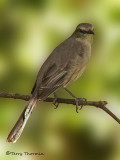 Tropical Mockingbird 3b.JPG