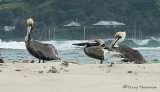 Brown Pelican 1b.jpg