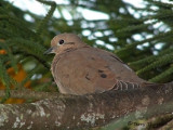 Eard Dove 6b.jpg