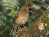 Bare-eyed Thrush.JPG