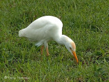 Cattle Egret.JPG