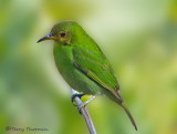 Green Honeycreeper female.JPG
