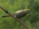 Palm Tanager 1.JPG