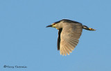 Black-crowned Night Heron in flight 1.jpg