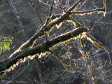 Light on mossy branches 1a.jpg