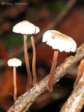 Marasmius sp. - Mushrooms on branch AA1a.jpg