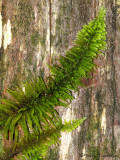 Feather Moss on tree trunk 1a.jpg