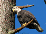 Bald Eagle sub-adult 18a.jpg