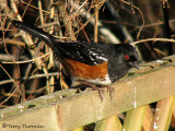 Spotted Towhee 5a.jpg
