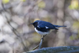 Black Throated Blue Warbler29.jpg