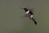 Ruby Throated Hummingbird19.jpg