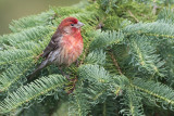 House Finch17.jpg