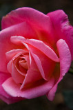 Roze