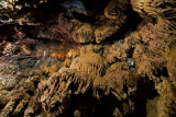 Alisadr Cave