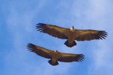 Vultures