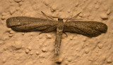 march-13-2012-4-moth.jpg