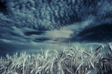 Wheat Field in IR