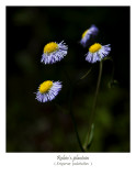 Fleabane