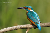 Martin pescatore , Kingfisher