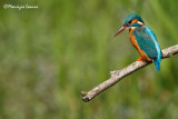 Martin pescatore , Kingfisher