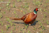 Fagiano , Ring-necked pheasant