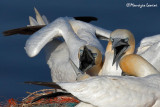 Sule bassane , Gannets