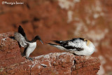 Uria e sula , Guillemot and Gannet