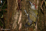 Giovane picchio verde ,  Green woodpecker young
