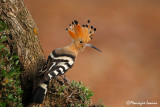 Upupa , Hoopoe , Abubilla