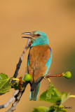 Ghiandaia marina , Roller